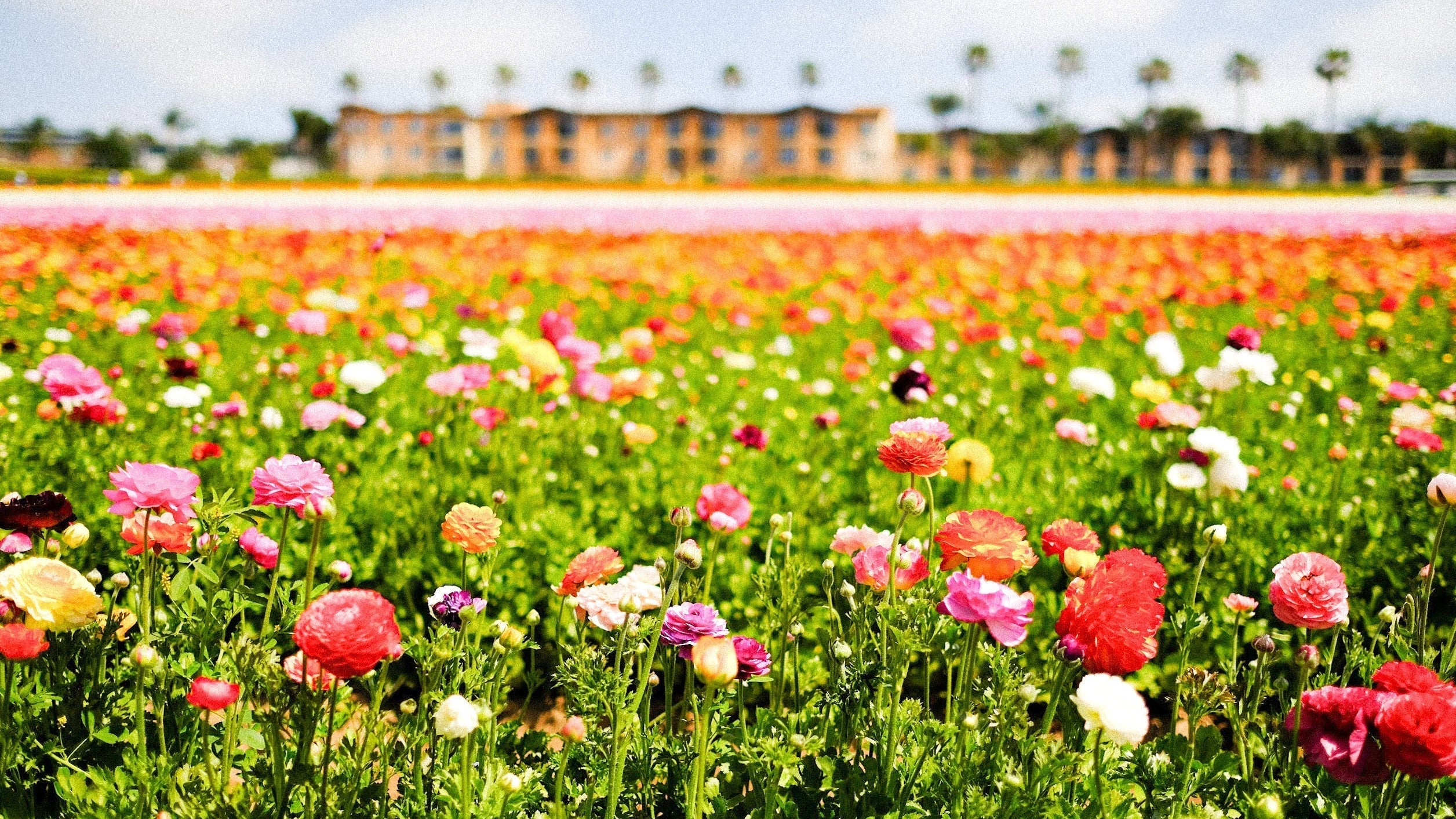 Spring in Soft Focus – Carlsbad Flower Fields