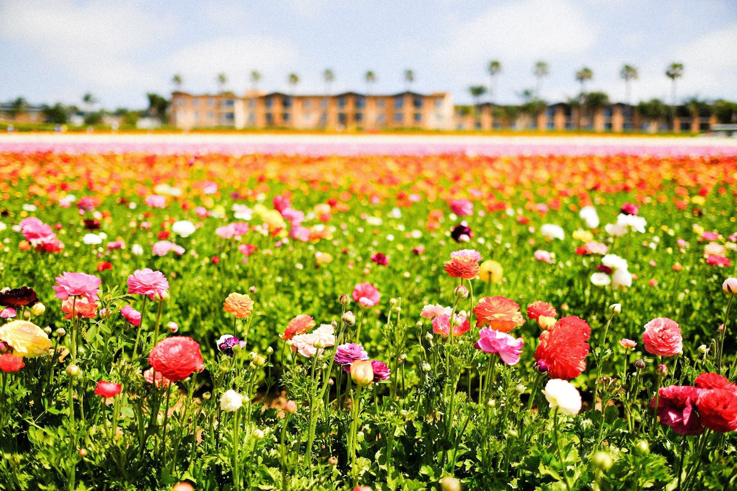Spring in Soft Focus – Carlsbad Flower Fields